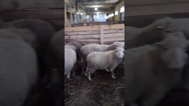 привезли Куйбышевская порода.КФХ Балтаси Эдильбай. смотреть онлайн