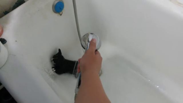 Мою кота смотреть онлайн