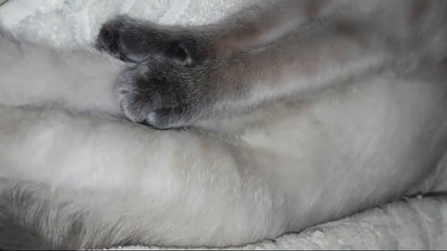 Спи зайчонок заинька смотреть онлайн