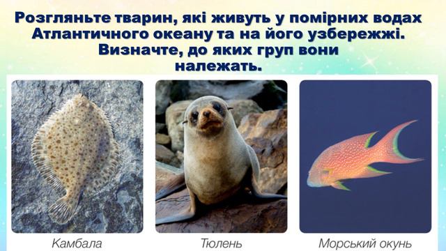 Урок 36 ОСОБЛИВОСТІ ПРИРОДИ АТЛАНТИЧНОГО ОКЕАНУ ЯДС 4 клас Жаркова смотреть онлайн