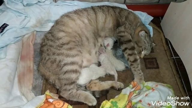 А у нас сегодня кошка - родила вчера котят ??????♥️? смотреть онлайн