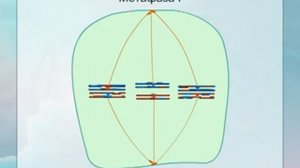 Мейоз (flash-анимация)