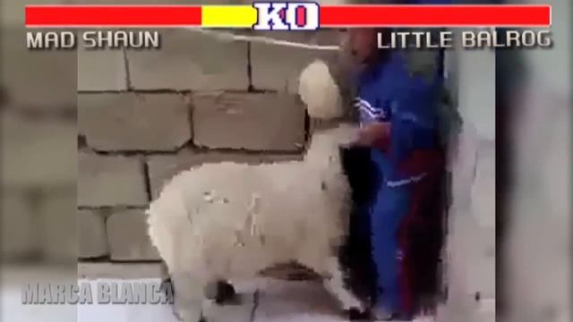 Street Fighter: Goat & Sheep Edition (again) - Marca Blanca смотреть онлайн