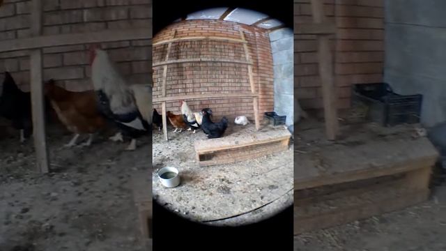 Цесарка и куры смотреть онлайн