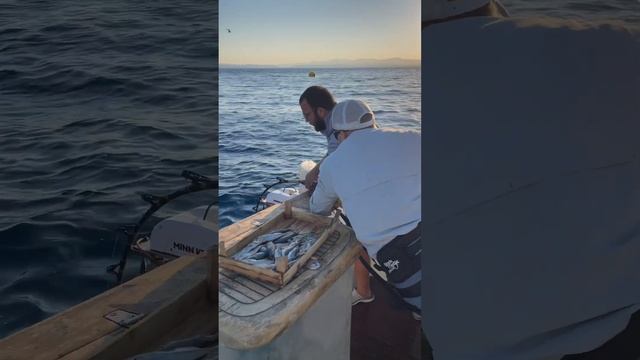 Голубой Тунец в Турции #голубойтунец #тунец #рыбалканатунца