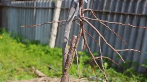 Сохнет абрикос что делать?