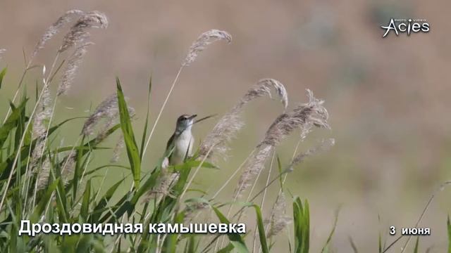 пение Дроздовидной Камышевки смотреть онлайн