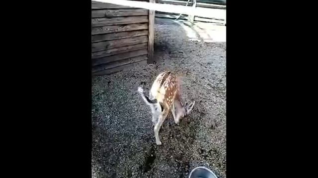 Miss Anastasia / 2 день на чёрном море : парк юрского периода , пингвинарий ... смотреть онлайн