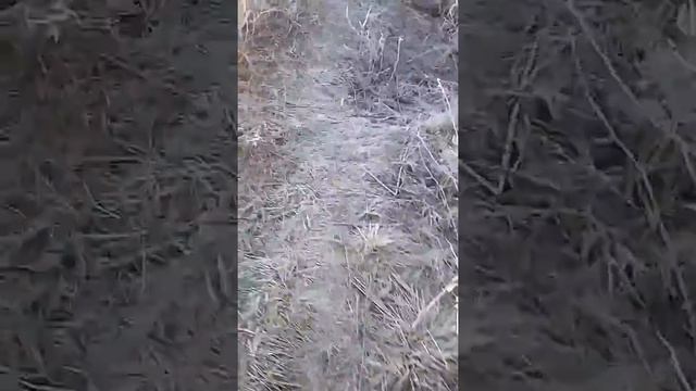 Проверка капканы на норку и куницу. смотреть онлайн