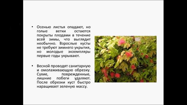 КРАСИВОПЛОДНИК смотреть онлайн