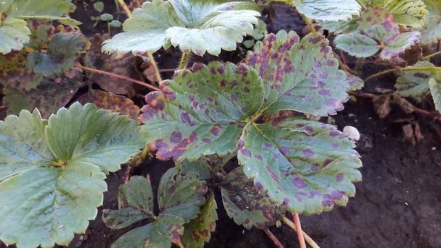 Бурая пятнистость на клубнике смотреть онлайн