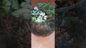 ФЛОРАРИУМ. Спасение влаголюбивых растений?  ПАПОРОТНИК из спор. #флорариум #комнатные #папоротники