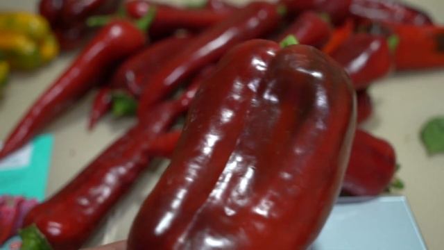 Самый урожайный перец для открытого грунта и теплиц! Обзор сортов. Сладкий перец Самандер. смотреть онлайн