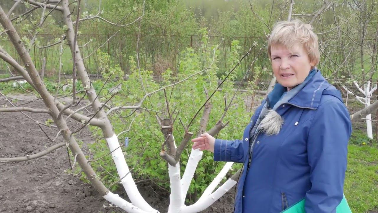 Обязательно сделайте после прививки деревьев. Ответы на вопросы. смотреть онлайн