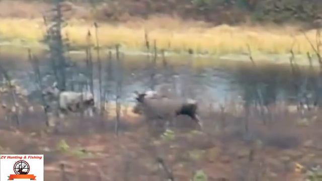 MOOSE HUNTING IN RUSSIA! Охота на лося на реву смотреть онлайн