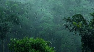 Тропический дождь, успокаивающие звуки дождя для сна и релакса. Звуки природы бе