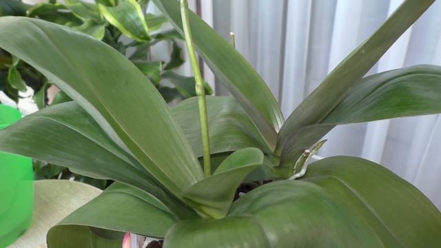 В этой посадке у орхидей РАСТЁТ ВСЁ... КОРНИ, ЛИСТЬЯ, ЦВЕТОНОСЫ! Орхидеи Deep Secret. смотреть онлайн