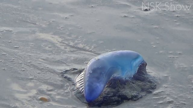 УВИДЕЛ ЭТО, БЕГИ ПОДАЛЬШЕ !!! САМЫЕ ОПАСНЫЕ СУЩЕСТВА МОРЕЙ И ОКЕАНОВ смотреть онлайн