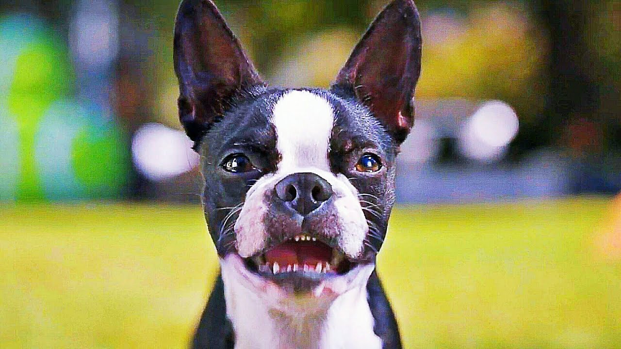 База Кино Трейлеров