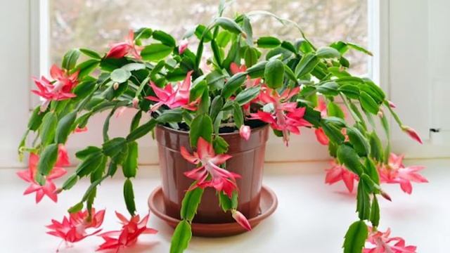 7 растений, которые идеально подойдут для детской комнаты смотреть онлайн
