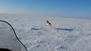 охота на волков в Казахстане 2010