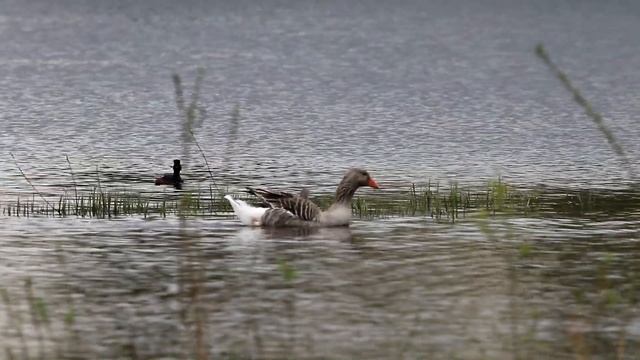 Гусь лебедю - товарищ. Птицы Беларуси.