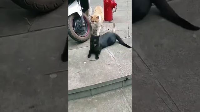 Когда муж приехал с командировки раньше ? смотреть онлайн