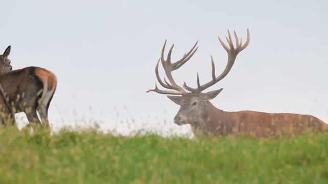 I've Never Filmed The Red Deer Mating Before | Wildlife Photography
