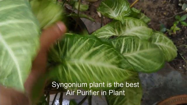 Syngonium plant | Syngonium podophyllum | Syngonium | Goosefoot Plant |सिंगोनियम | Indoor Plant смотреть онлайн