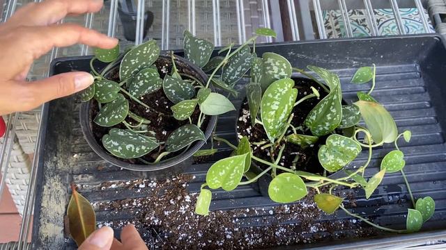 Scindaupsus Propagation | Soil Layering | Plant Propagation without Cuttings смотреть онлайн