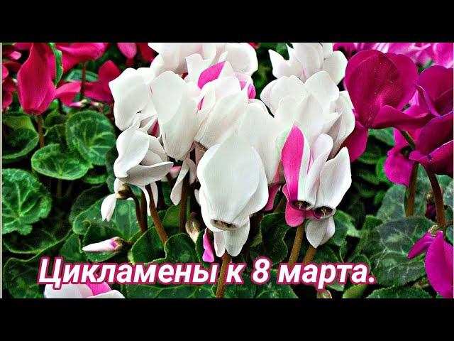 Выращивание цикламена к 8 марта. смотреть онлайн