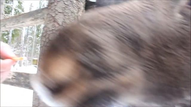 Конкретный Лосятник! Поездка на Костромскую лосеферму! Зимняя стоянка лосей. смотреть онлайн