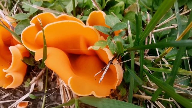 Eine Gruppe Gemeiner Orangebecherling ?? Orangenschale ? смотреть онлайн