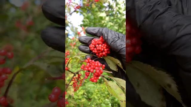Ягоды бузины красной смотреть онлайн