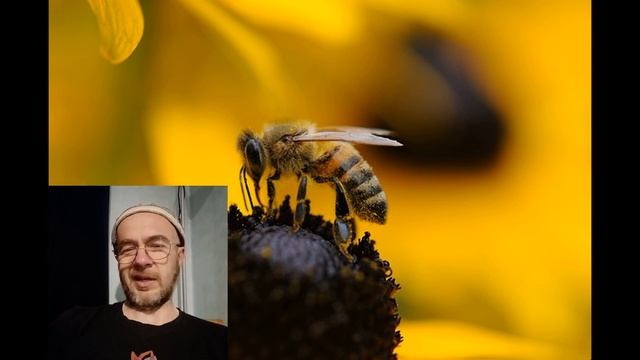 Предновогоднее поздравление. Етьиен в африке. Африканские пчелы. Охотник на шершня (сезон 2022) смотреть онлайн