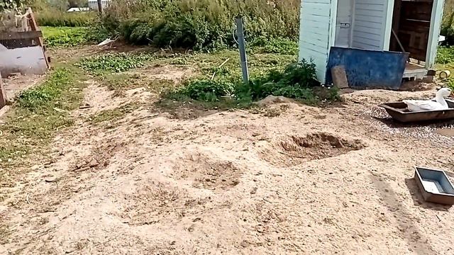 Про кур несушек и поросят. смотреть онлайн