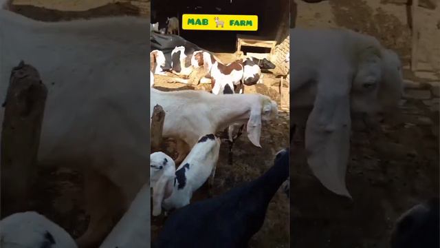 #RJanpori# buck nokra## white# MAB 🐐 farm## смотреть онлайн