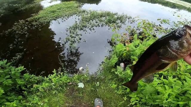 $20 Walmart Fishing Challenge (EPIC Catches!!) Rod, Reel, Line, Lure смотреть онлайн