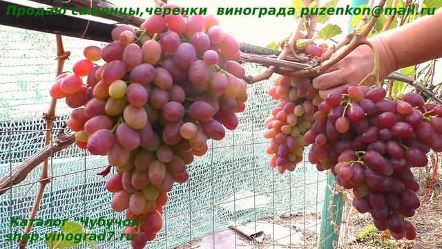 Виноград ВОДОГРАЙ - розовая сказка с мускатом и крупными гроздями, Талдун в сравнении (Пузенко Н.) смотреть онлайн