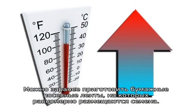 Подготовка семян моркови к посеву в открытый грунт смотреть онлайн