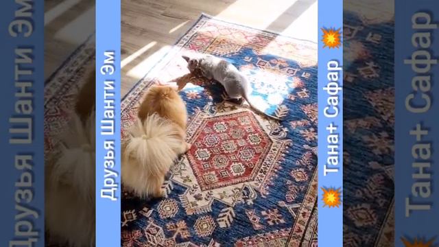 Шпиц Тана и кот Сафар - лучшие друзья! смотреть онлайн