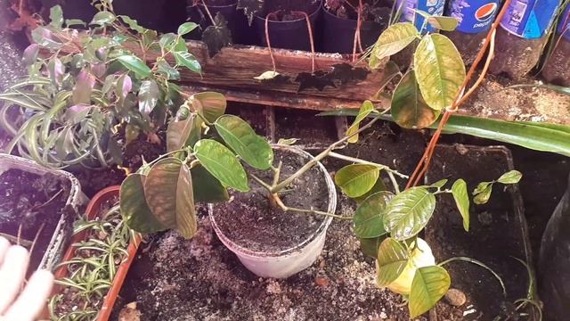 дендробена 1155 день, на лимоне опустились листья что делать советы в комментарии смотреть онлайн