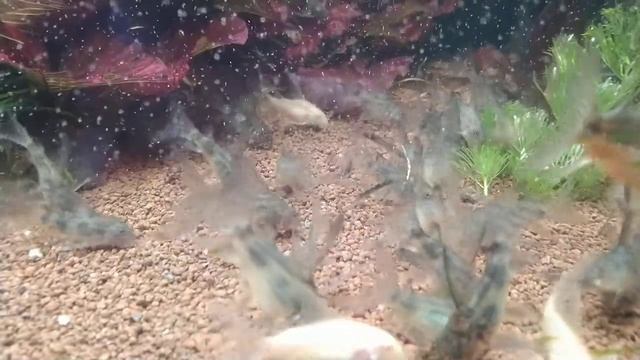 Вуалевый крапчатый смотреть онлайн