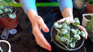 Формирование дихондры Серебристый водопад.