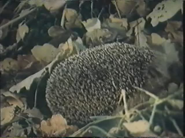 Начальные классы. Времена года. Осень в лесу