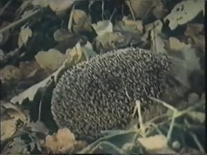 Начальные классы. Времена года. Осень в лесу