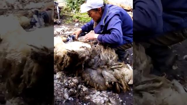 Баранострижка Ураган в действие! смотреть онлайн