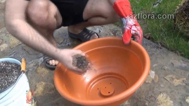 Как пересадить большой кактус?