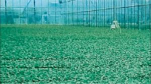 Выращивание редиса на гидропонике, легко