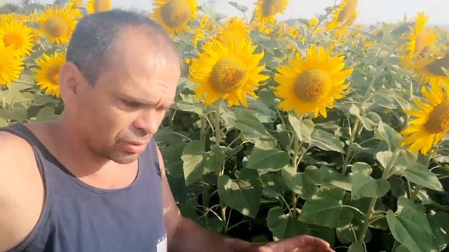 Сотовый мёд в банке, как приклеить вощину смотреть онлайн